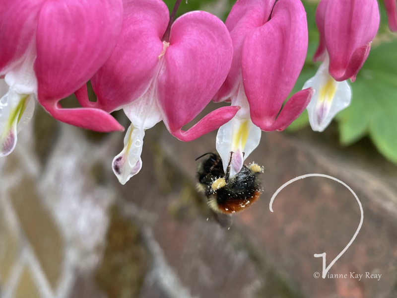 Bumblebee Love
